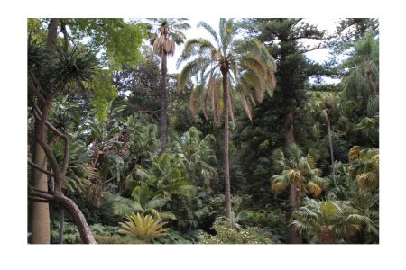 Botánico-Histórico - Tracing Botanical Migrations