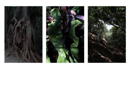 Botánico-Histórico - Tracing Botanical Migrations