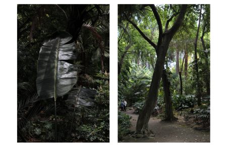 Botánico-Histórico - Tracing Botanical Migrations