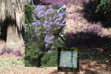 Botánico-Histórico - Tracing Botanical Migrations